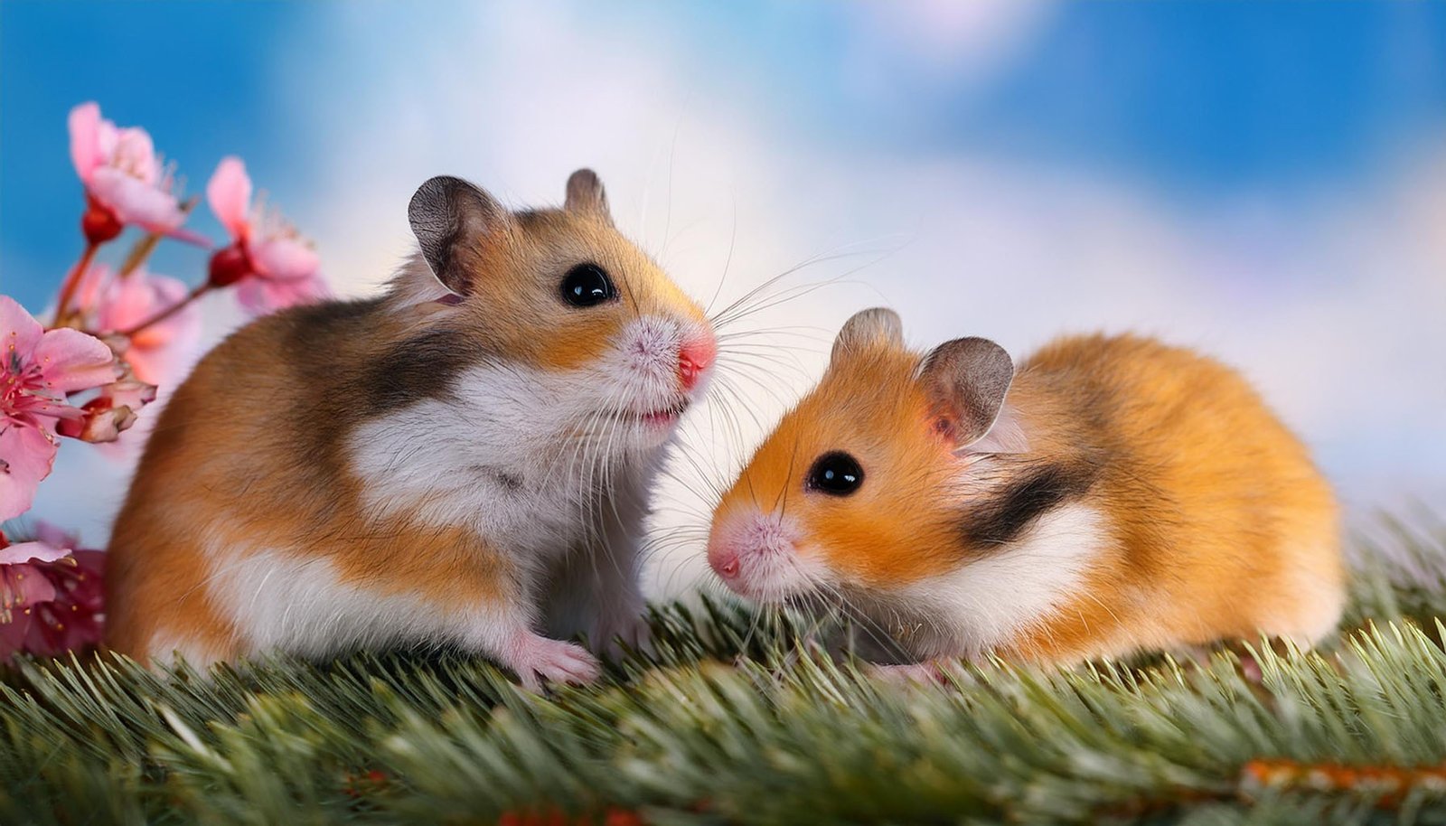 Hamsters