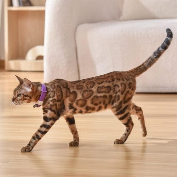 Pet Cat Toy Laser Collar - Image 4