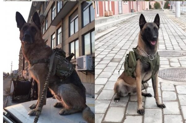 Tactical dog clothes outdoor dog vest - Image 4