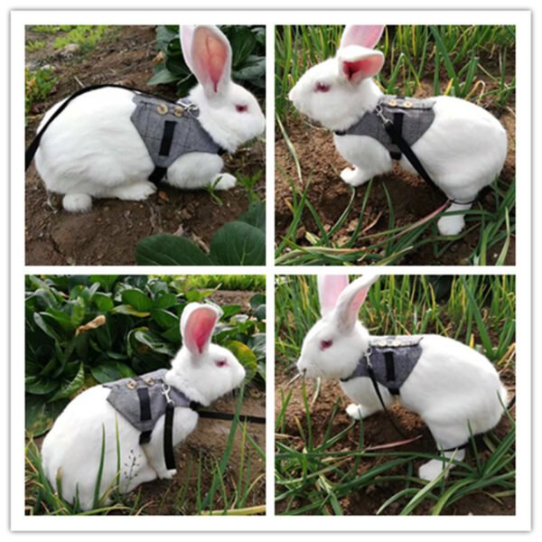 Rabbit leash rabbit dress - Image 8