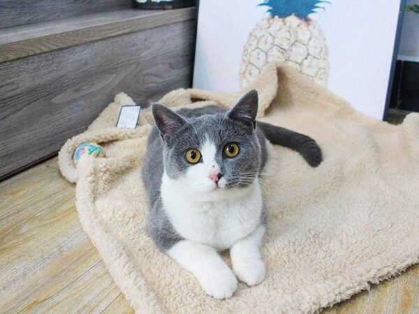Plush Pet Blanket Dog Mat Cat Mat Pet Air Conditioning Mat Pet Plush Mat - Image 6
