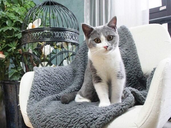 Plush Pet Blanket Dog Mat Cat Mat Pet Air Conditioning Mat Pet Plush Mat - Image 9