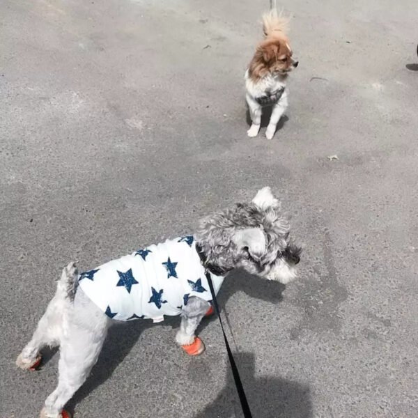 Pet Shirt Dog Funny Print Jersey Cat T-Shirt Clothes - Image 5