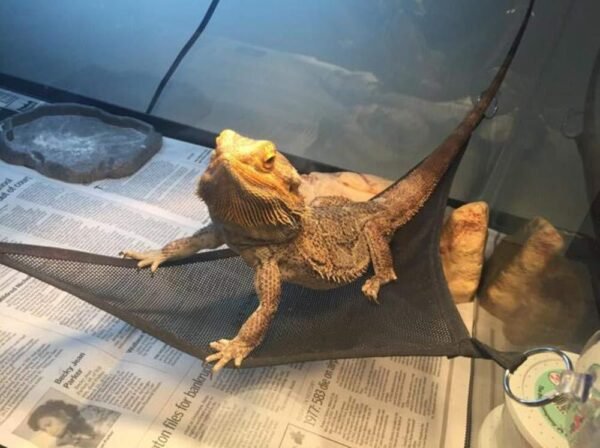 Reptile Hammock Lizard Snake Pet Hammock - Image 4