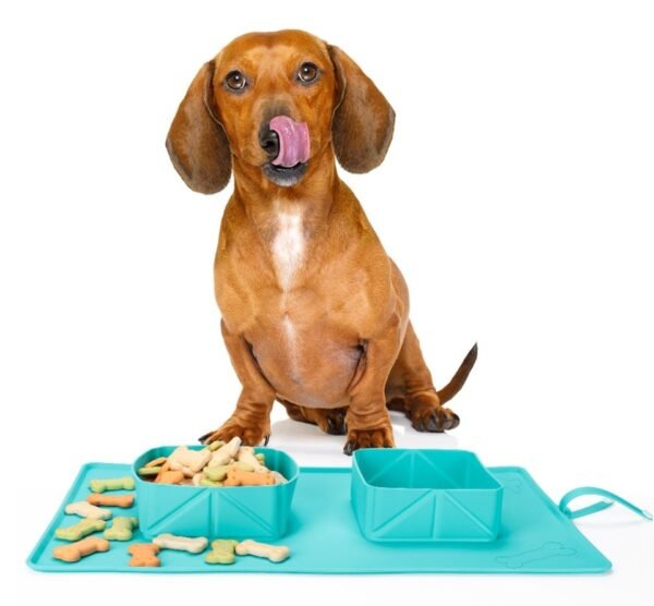 Dogs Puppy Bowls  Silicone Bowls - Image 6