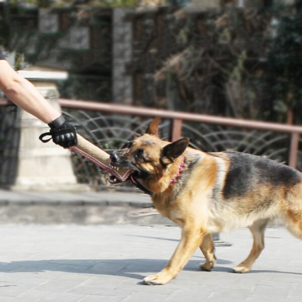 Biting Dog Training Professional Working Dog - Image 3