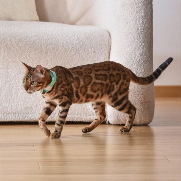 Pet Cat Toy Laser Collar - Image 5