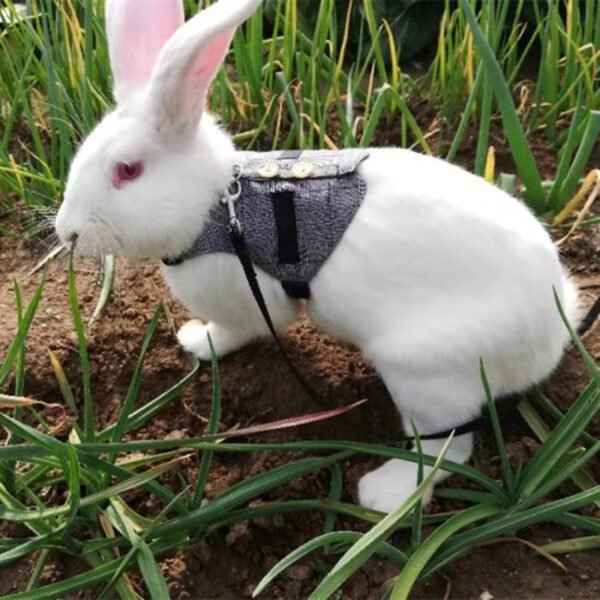 Rabbit leash rabbit dress - Image 6