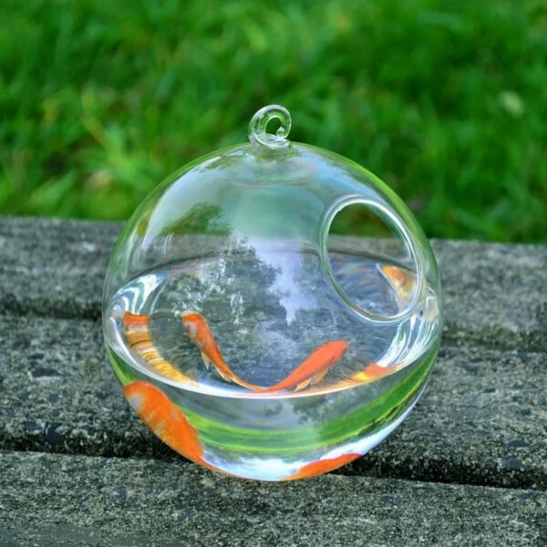 Hanging Glass Vase Fish Tank - Image 4