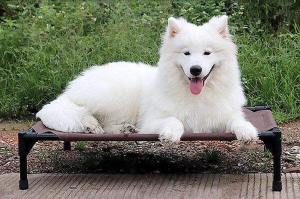 Pet bed dog moisture-proof removable washable stack dog bed Oxford cloth camp bed - Image 4