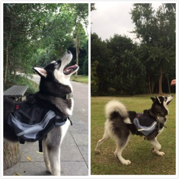 Dogs go out from backpack - Image 5