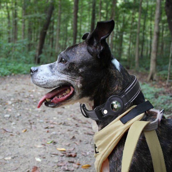 Convenient Tracker Pet Special Collar Cover Pet Loss Prevention Collar - Image 2
