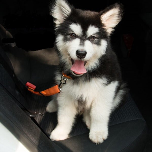 Adjustable Dog Seat Belt Dog Car Seatbelt Harness Leads Elastic Reflective Safety Rope - Image 10