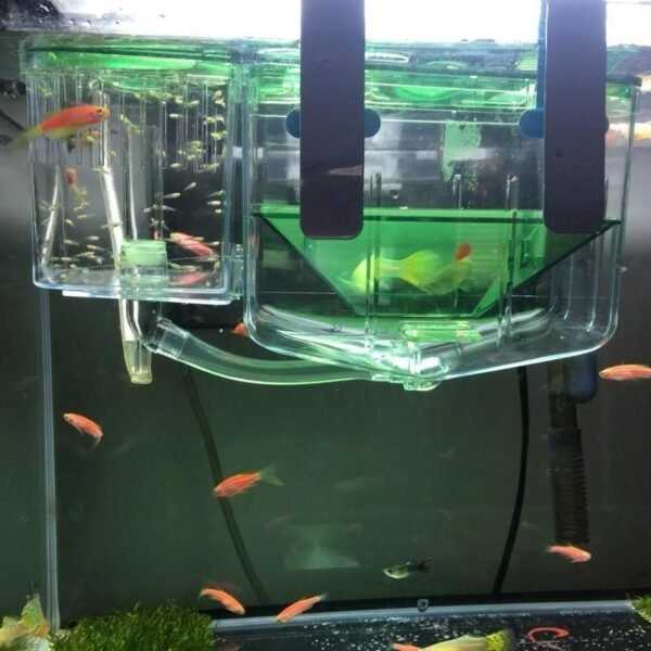 Hatching fish tank guppy sick fish isolation box fighting fish