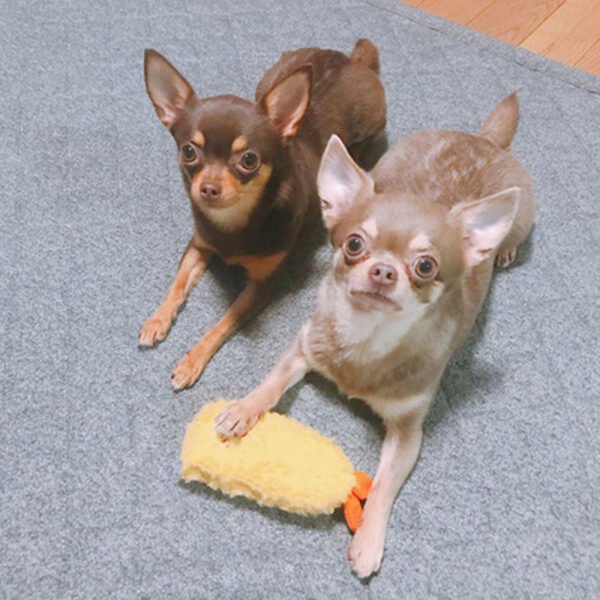 Fried Shrimp Tempura Dog Pet Chew Bite Squeaky Toy Cute Stuffed - Image 3