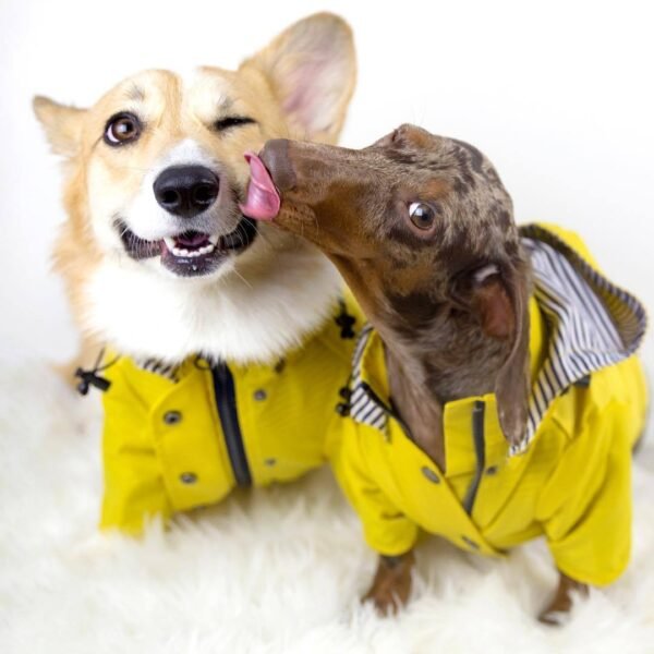 Dog Raincoat Pet Clothes Dog Clothes Rain Water - Image 2