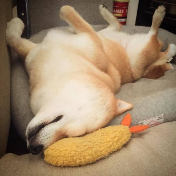 Fried Shrimp Tempura Dog Pet Chew Bite Squeaky Toy Cute Stuffed - Image 2