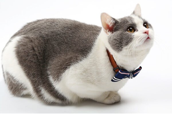 Pet tie - Image 3