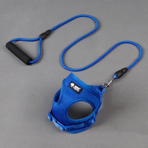 Dog leash & harness