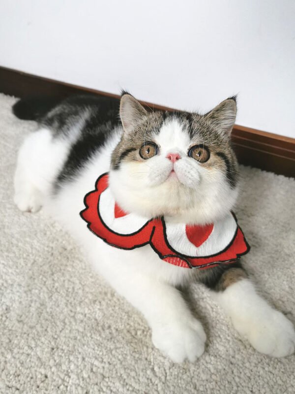 Pet party printed collar - Image 6