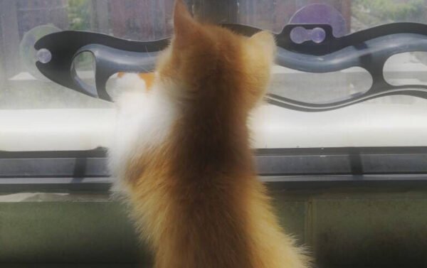 Windowsill Pets Toy Cat Track Ball Pet Products - Image 4