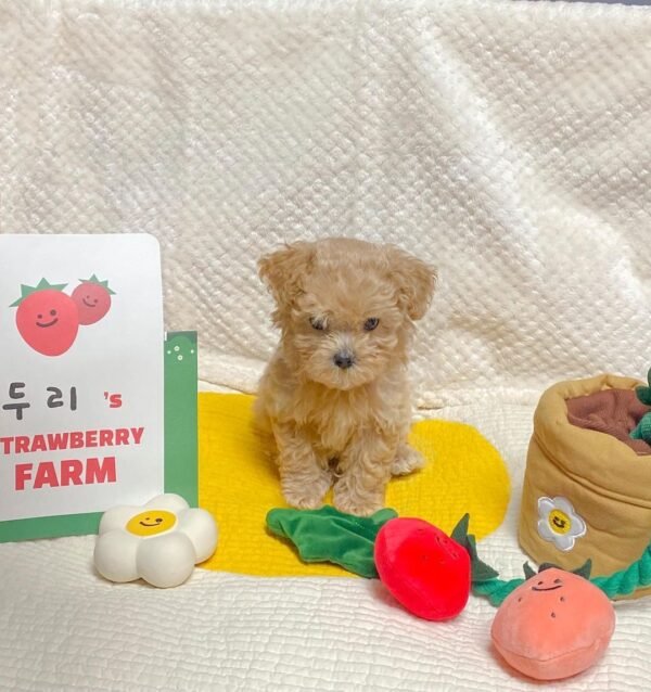 Strawberry Potted Plant Set Tibetan Food BB Called Pull Toy - Image 4