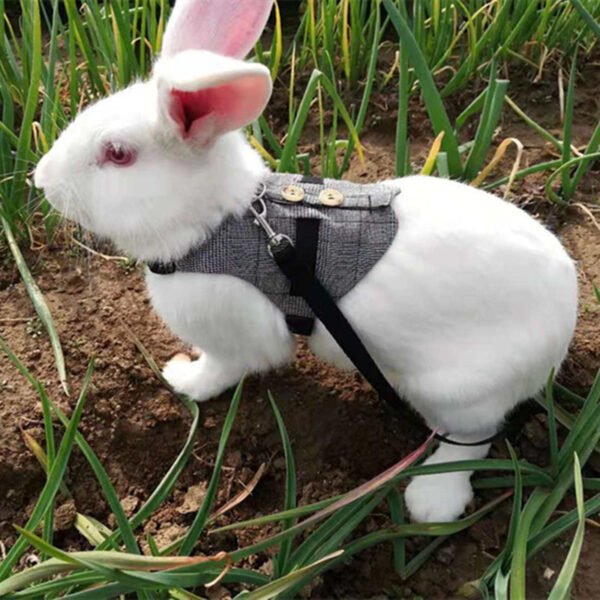 Rabbit leash rabbit dress - Image 7