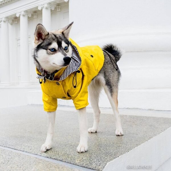 Dog Raincoat Pet Clothes Dog Clothes Rain Water - Image 3