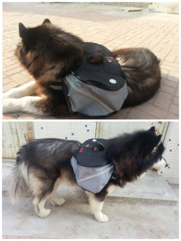 Dogs go out from backpack - Image 2