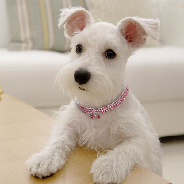 Bling Rhinestone Dog Collar Crystal Puppy Chihuahua Pet Dog Collars Leash For Small Medium Dogs Cats - Image 6