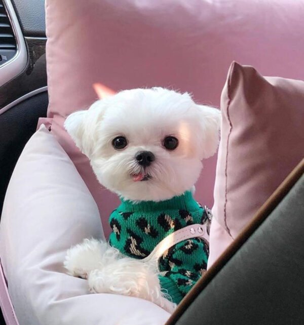 Knitted Dog Leopard-print Sweater Small Dog Pet Dog Cat Clothes - Image 9