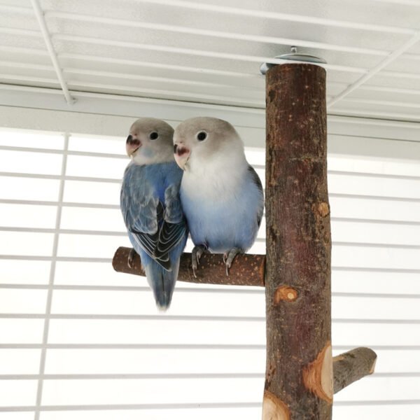 Parrot Bird Wood Stand Pole Toy - Image 6