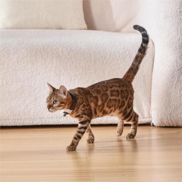 Pet Cat Toy Laser Collar - Image 2