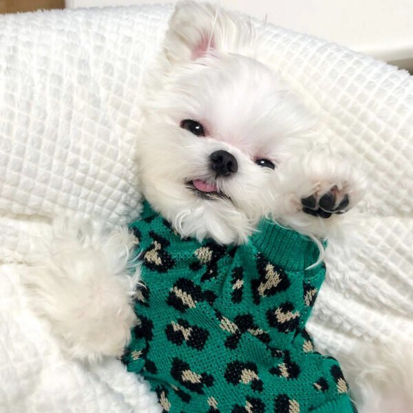 Knitted Dog Leopard-print Sweater Small Dog Pet Dog Cat Clothes - Image 5